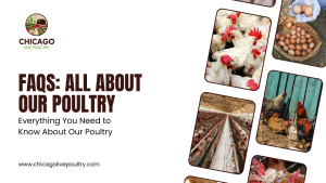 MAS-436-6_ Chicago Live Poultry