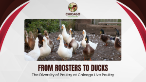 MAS-556-6 Chicago Live Poultry