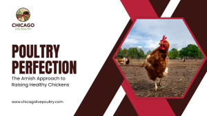 MAS-576-6 Chicago Live Poultry
